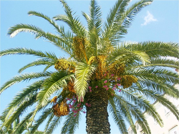 Wygląda jak kwitnąca palma, ale podobno to bugenwilla oplotła palmę