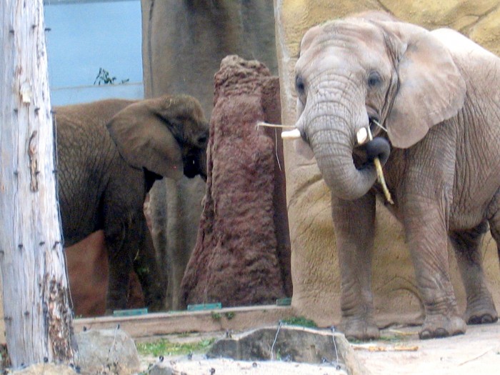 ZOO - Słoń afrykański