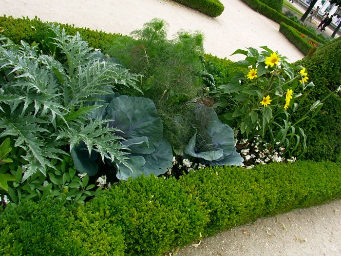 trawniki w Paryżu często ozdabiają warzywa, np. kapusta