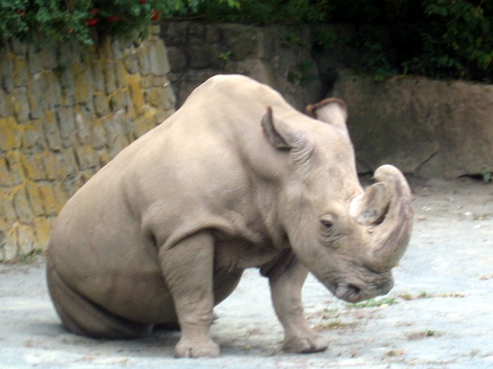 ZOO - Nosorożec afrykański