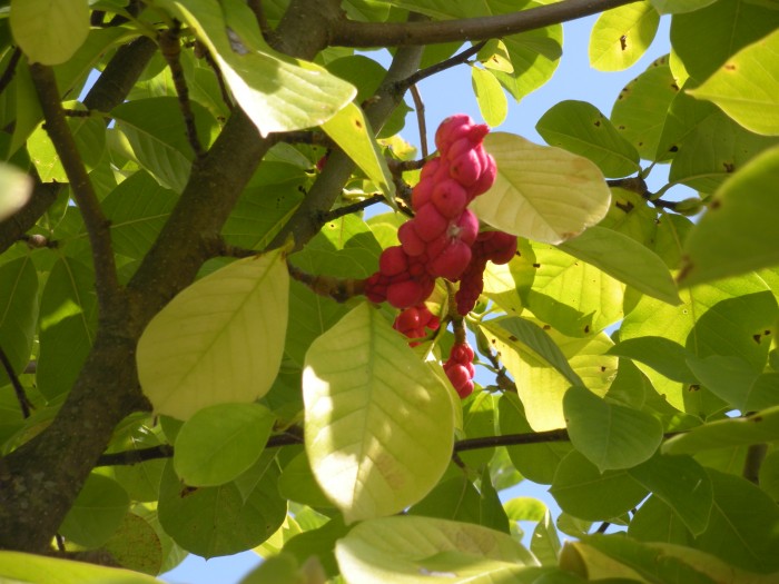 Judaszowiec południowy, na zdjeciu jesień, więc ma już owoce- drzewo rosnące w krajach śródziemnomorskich
