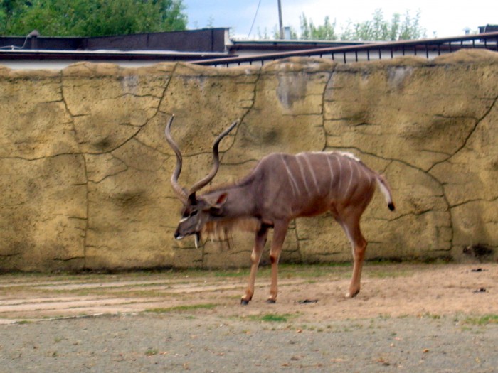 ZOO - Kudu wielkie