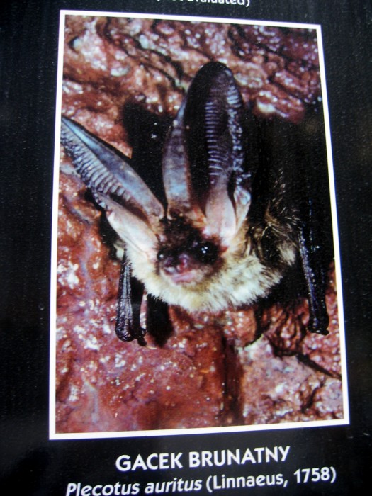 Zdjęcia gatunków nietoperzy