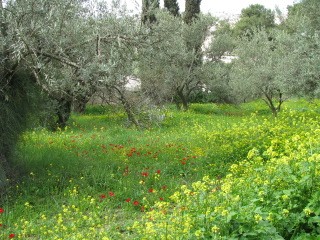 Ogród na Górze Oliwnej