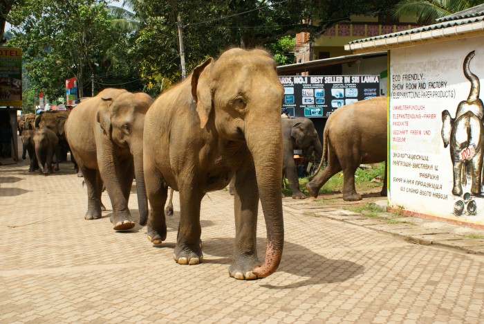 Elephant Orphanage