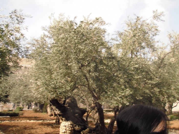 Ogród oliwny