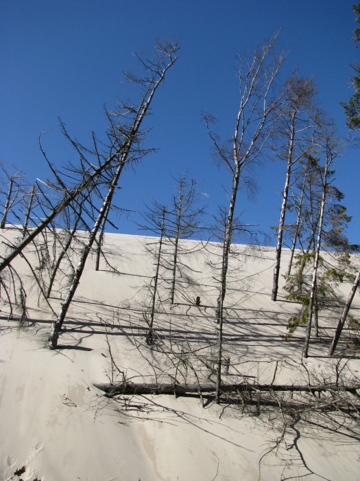 wędrujące wydmy zasypują las