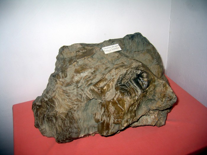 Wystawa Minerałów - Skamieniałe drewno