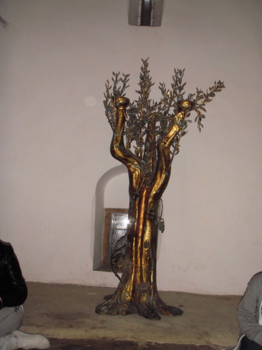 drzewko ufundowane przez ojca św. Jana Pawła II