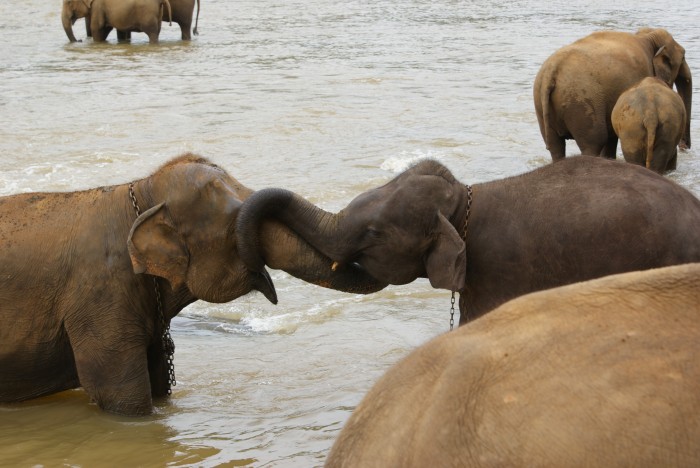 Elephant Orphanage