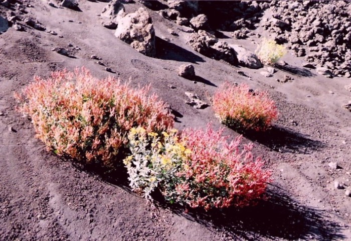 Etna - kolorowe dywany kwiatów.