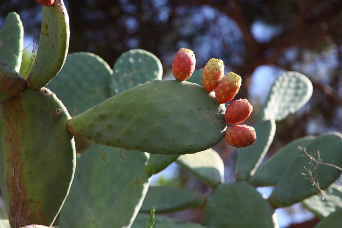 Kaktus z pięcioma palcami