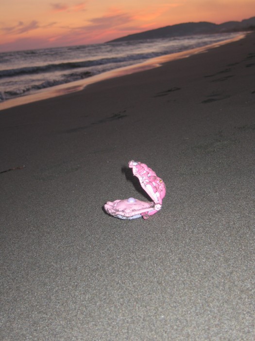 muszelka znaleziona na plaży