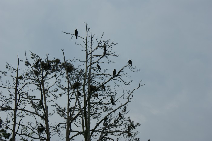 Rezerwat kormoranów