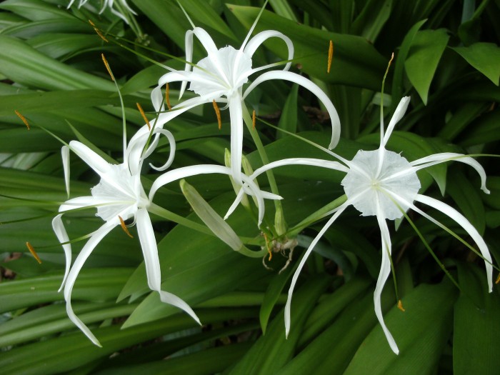 Natoional orchidea Garden
