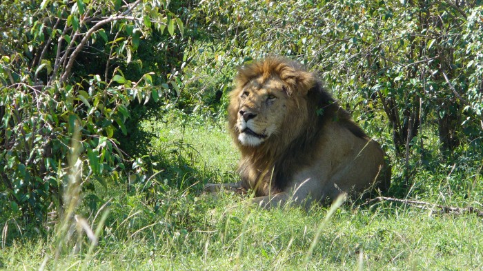 Lew z Masai Mara