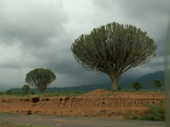 Drzewa kandelabrowe