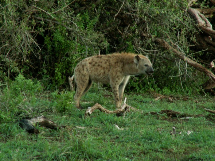Hiena w Amboseli