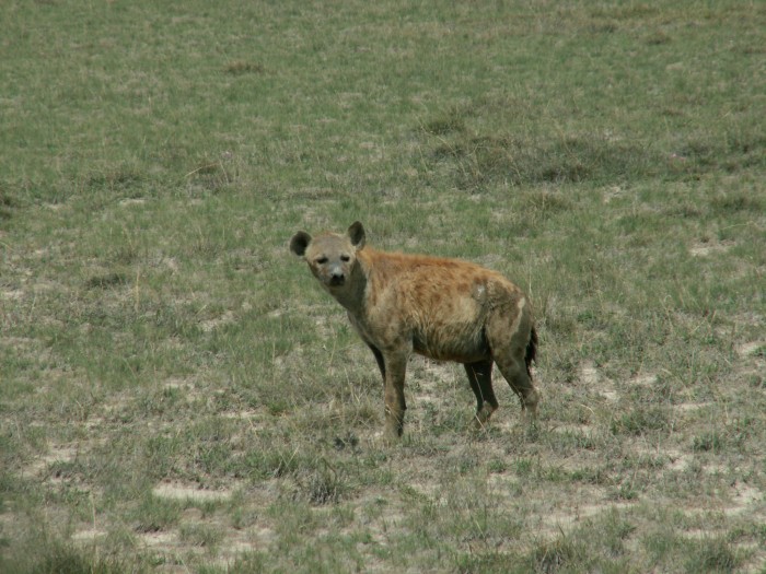 Hiena z Amboseli