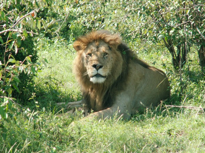 Lew-Masai Mara