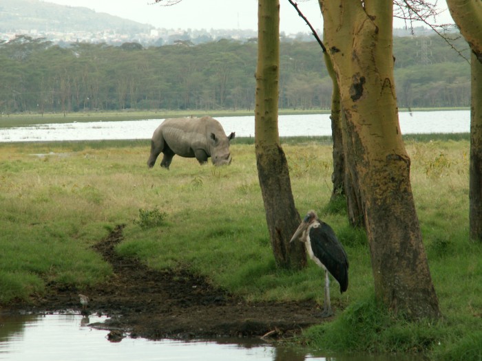 Nosorożec znad jeziora Nakuru