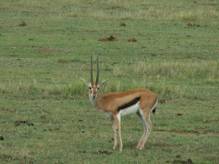 Impala w Amboseli