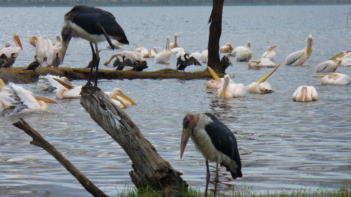 Marabuty nad jeziorem Nakuru