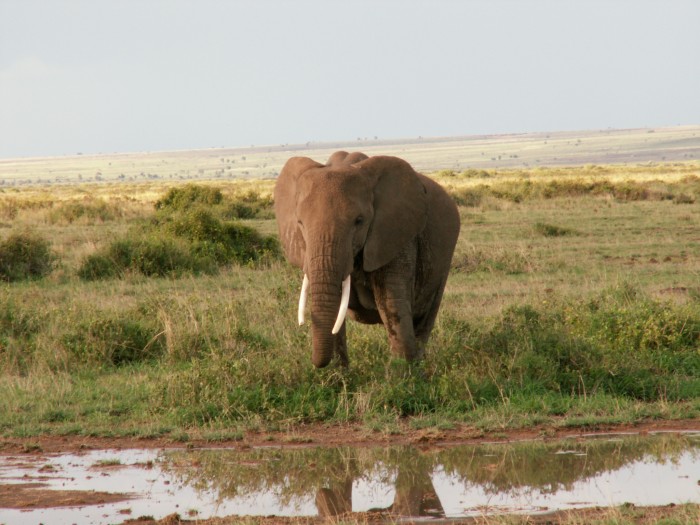 Słoń w Amboseli