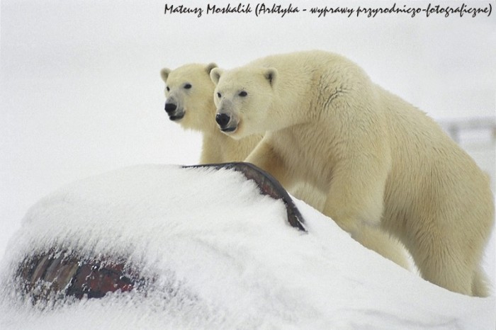 Niedźwiedzie polarne – bliźniaki (SIGMA 28-200/3.5-5.6)