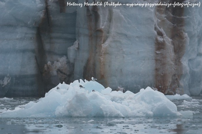 Mewy trójpalczaste na górze lodowej przed czołem lodowca (SIGMA EX 500/4.5)