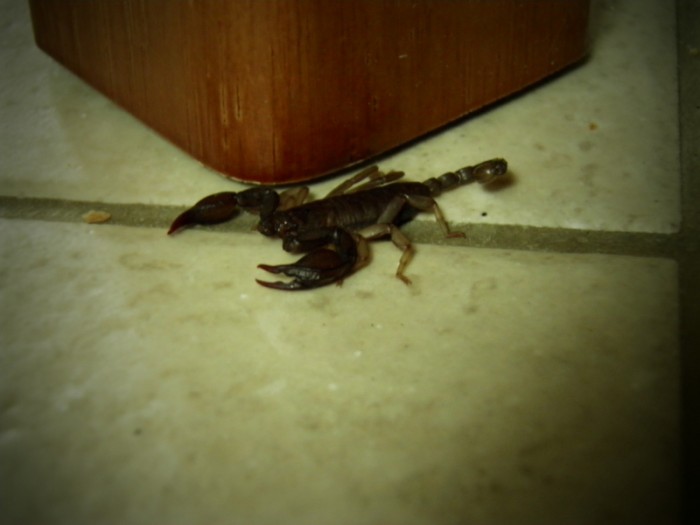 Uwaga na niespodziewanych lokatorów - skorpion nazwany Pimpuś ;)