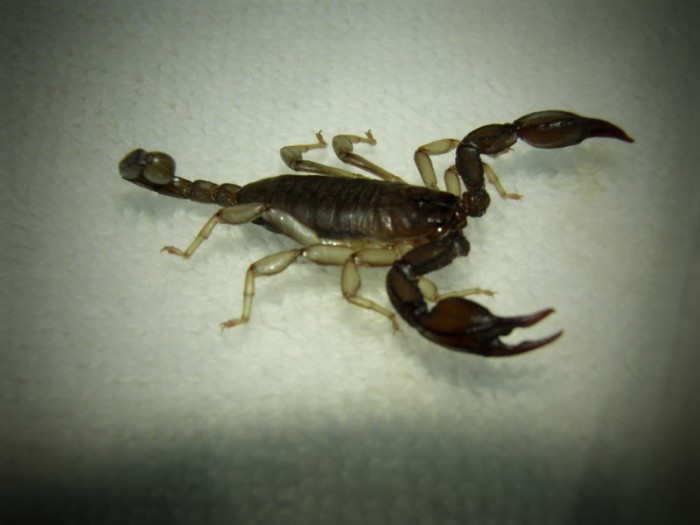 Niespodziewany lokator - baby skorpion ;)