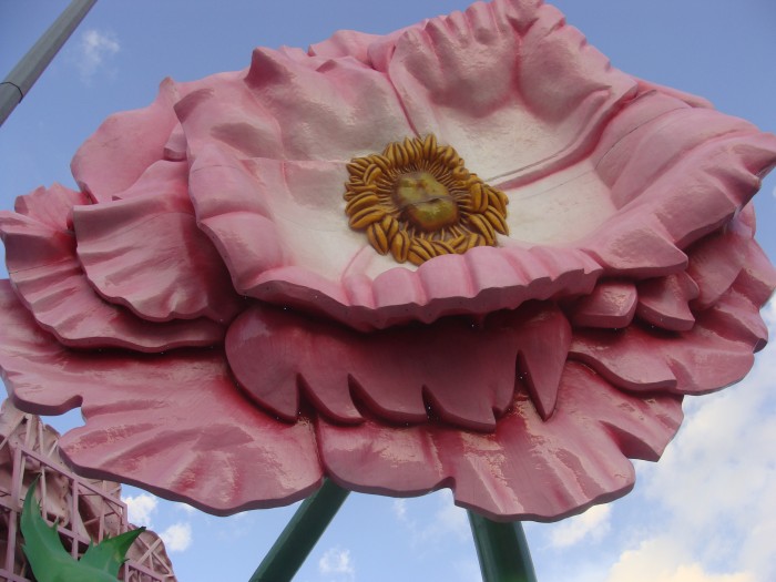 Róża - symbol miasta Isparta