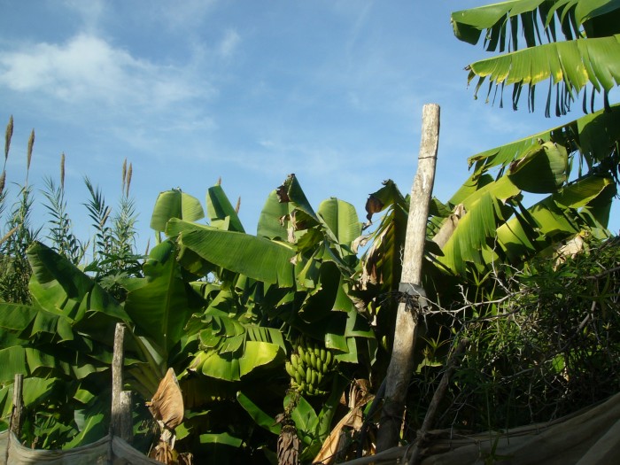 Plantacje bananów