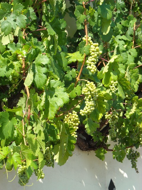 Każdego roku winorośl rodzi  35-55 kg winogron, z których wytwarza się ok. 100 butelek wina.