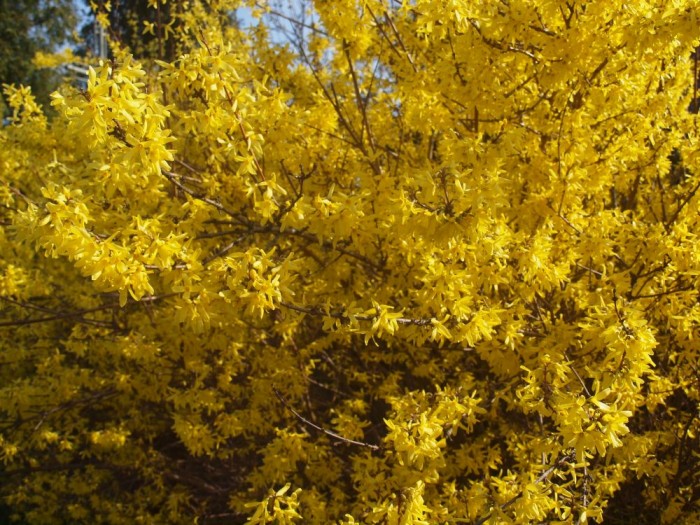 Wiosna na żółto