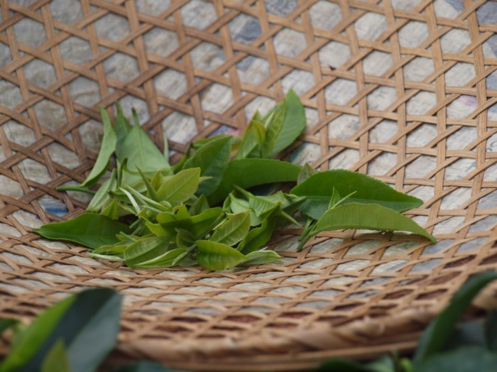 Plantacja herbaty - liście herbaciane