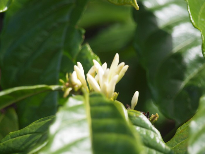 Kwitnący kakaowiec