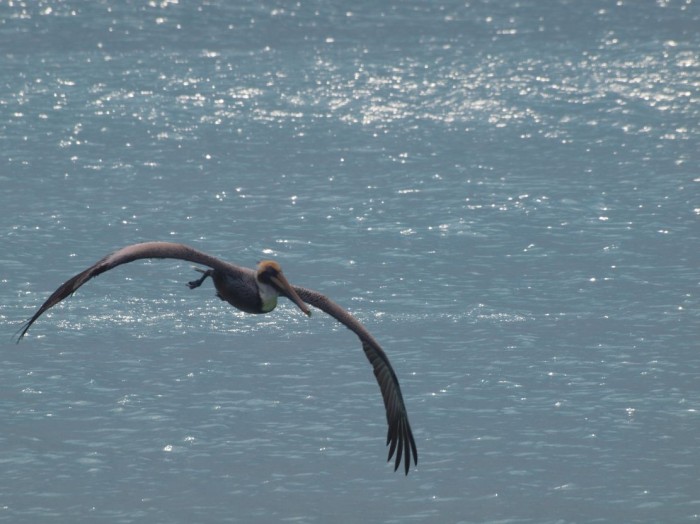 Poranek nad morzem z pelikanem