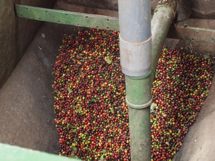 Plantacja kawy - suszenie kawy