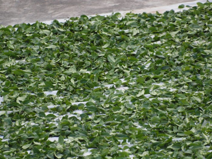 Suszenie liści herbacianych