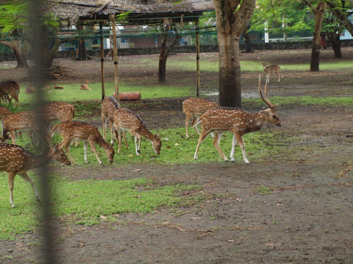 Stado jeleni timorskich