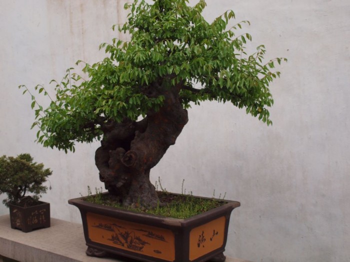 Suzhou - zwiedzamy Ogród Mistrza Sieci - ikebana