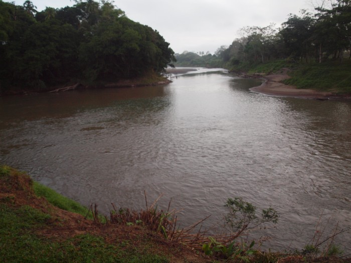 Rzeka San Carlos - krokodyl