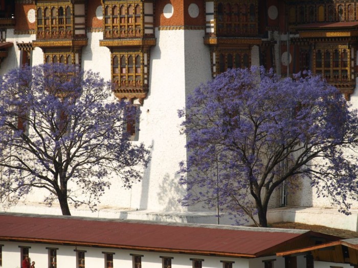 Punakha Dzong.