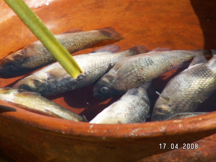 Ryby z Titicaca