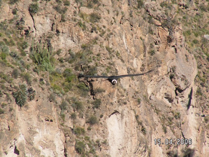 Podziwiamy kondory szybujące nad Kanionem