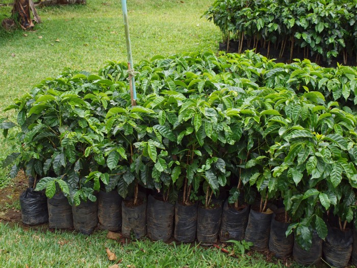 Plantacja kawy - krzewy kawy