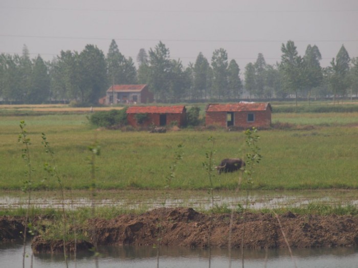 Krajobraz wiejski - pola ryżowe i domy