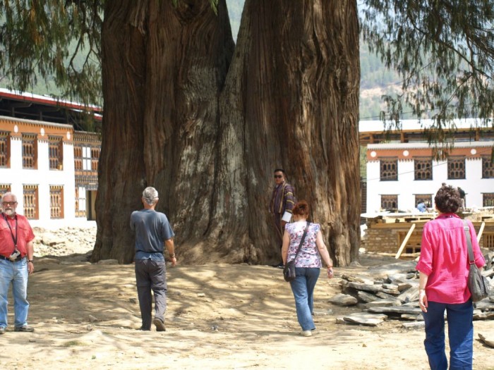 Olbrzymi cyprys - drzewo narodowe Bhutanu - w 12 objęliśmy go